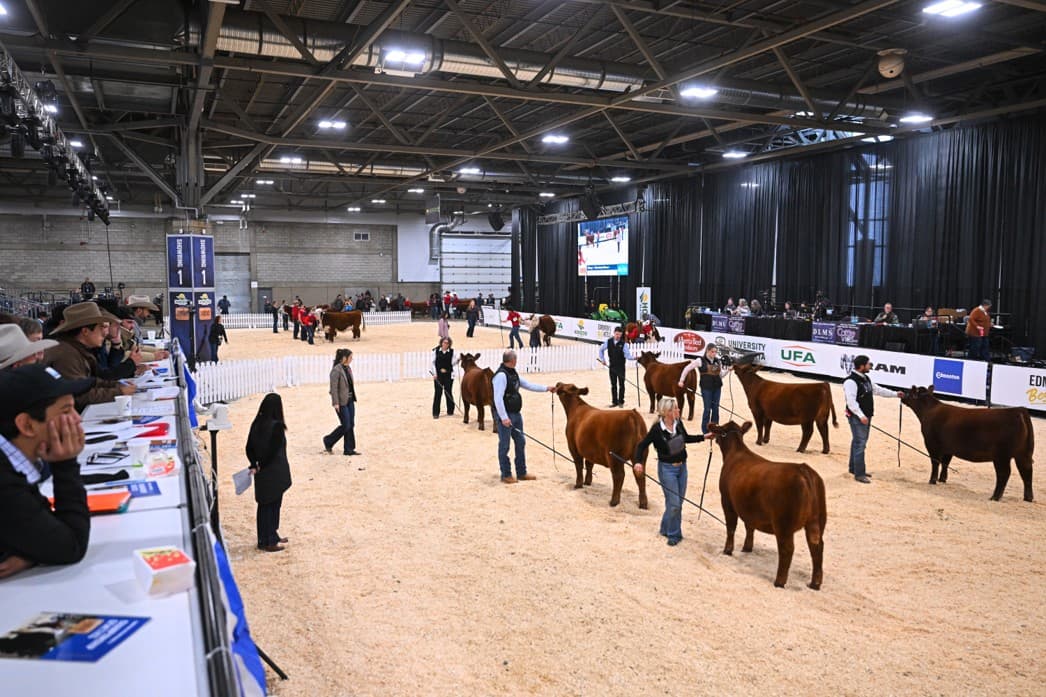 Canadian beef cattle in show ring