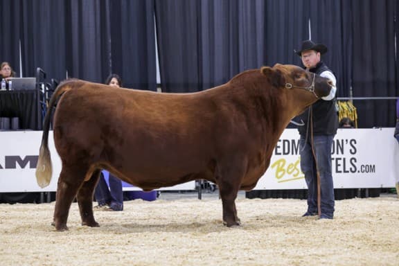 Farmfair International livestock event