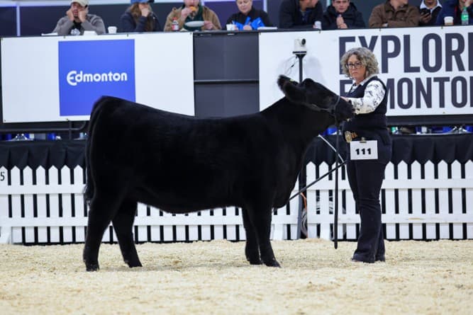 Alberta cattle show at Farmfair International